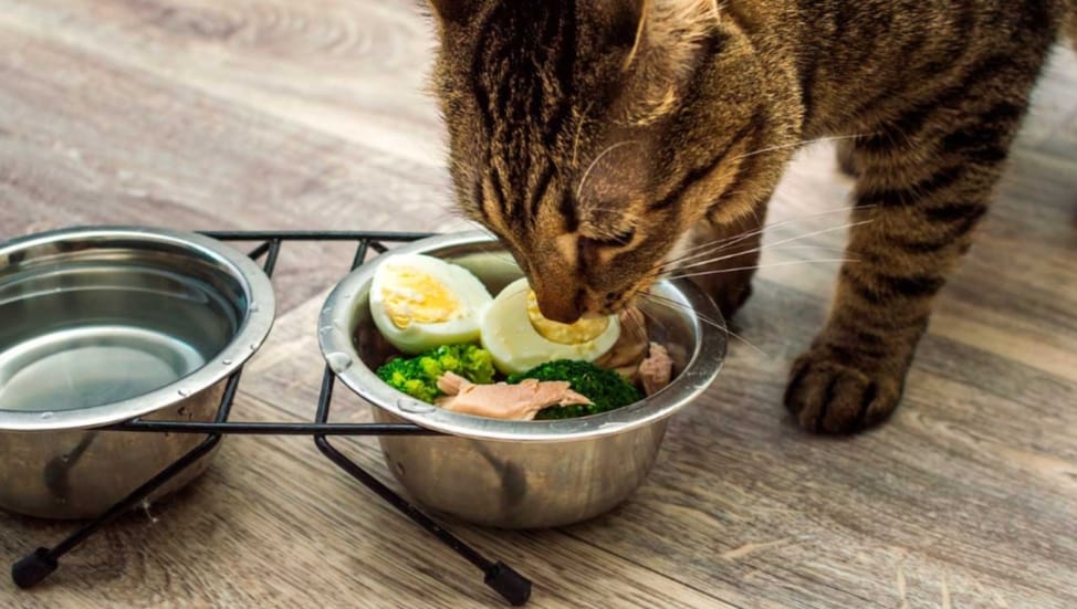 Gato comiendo de un bowl con huevo, brócoli y atún junto a un bebedero