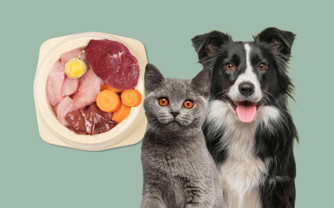 Perro y gato junto a un bowl con carne, hígado, huevo y zanahorias sobre fondo verde