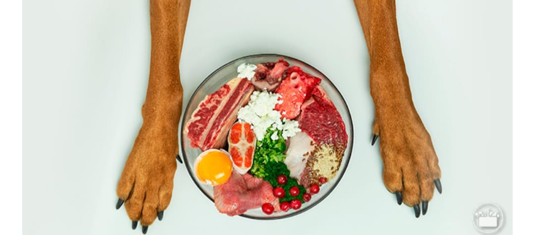 Plato BARF con carne, vísceras, huevo y verduras entre las patas de un perro